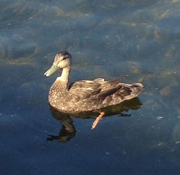 Duck